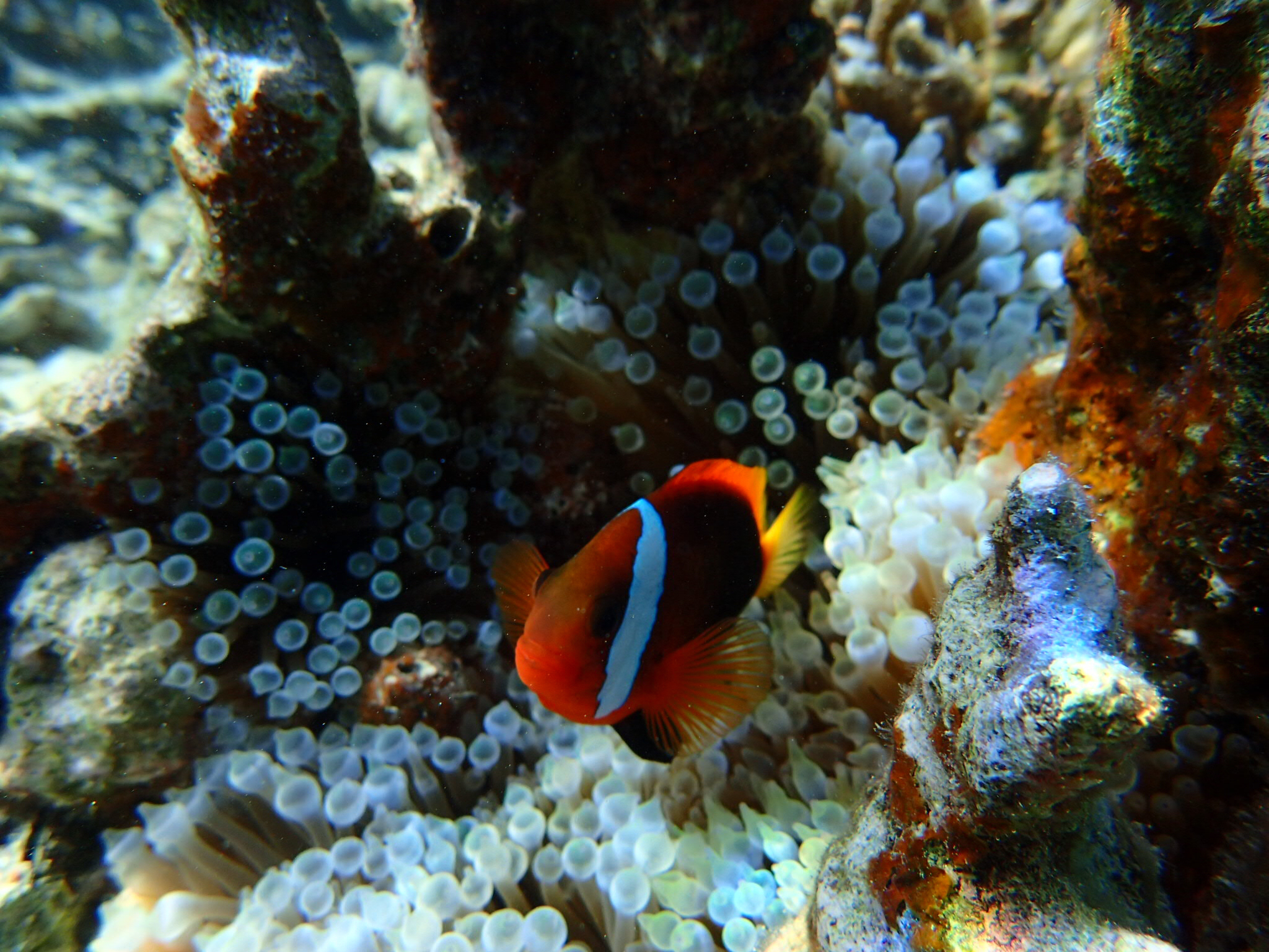 帕劳旅游最美风景攻略,帕劳全球海岛旅游