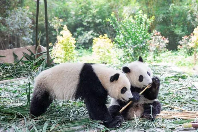 春节广州长隆旅游攻略带孩子,广州长隆动物园两日游亲子游攻略