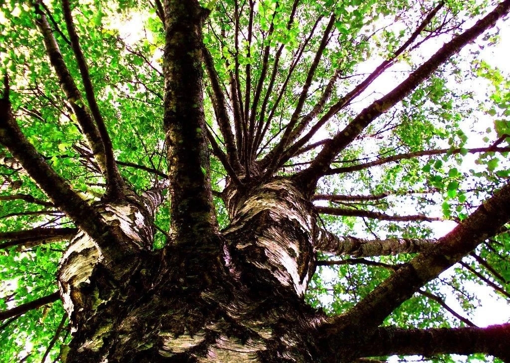 人丁兴旺家旺一代,人丁旺家兴风水旺