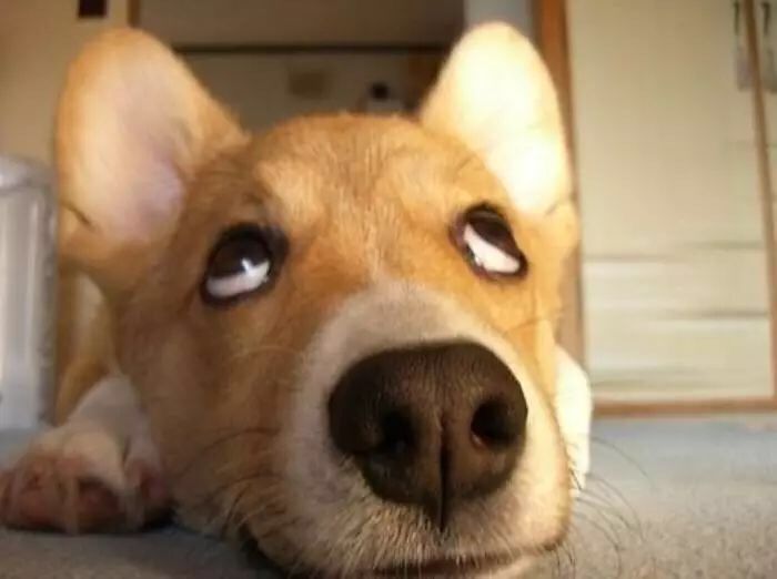 狗狗身上有蜱虫了怎么办,如何去掉狗狗身上的蜱虫