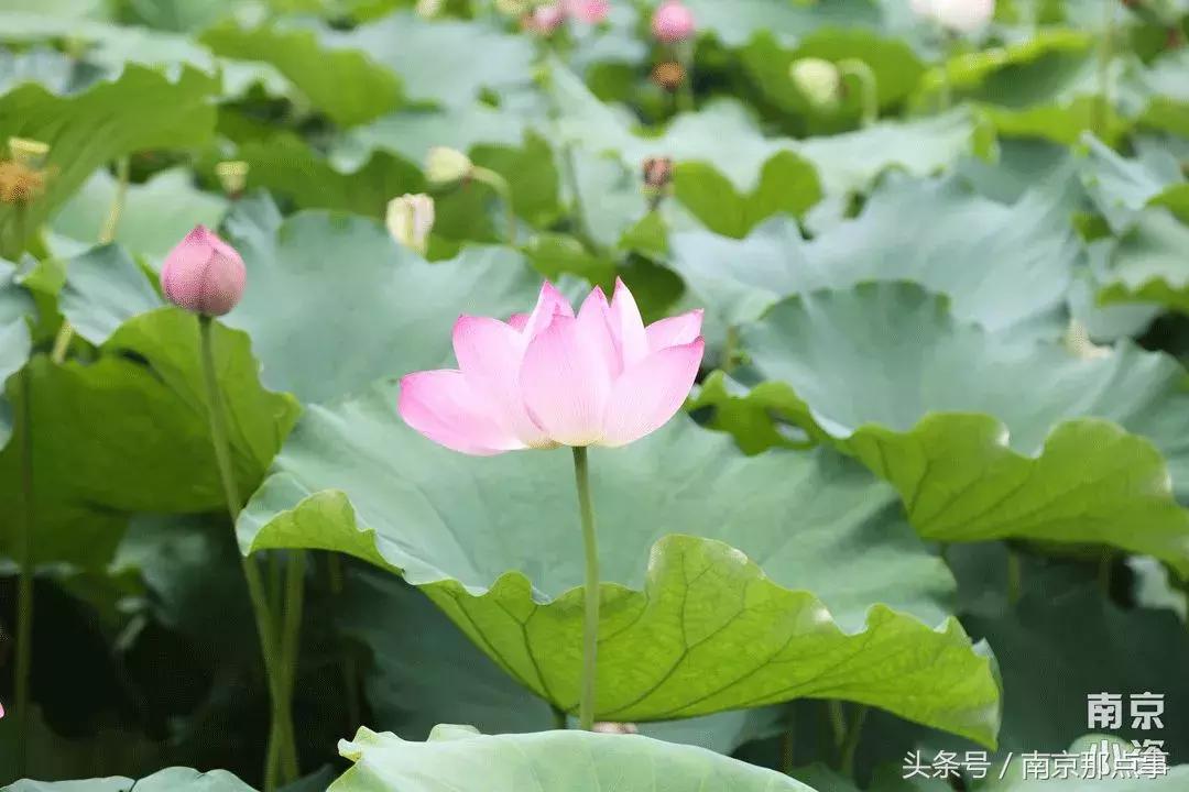 秦淮区月牙湖的房价,南京月牙湖房价44万房源