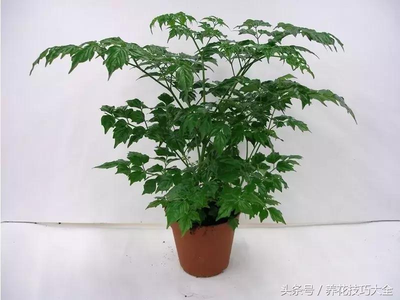 幸福树可以提高空气湿度吗,幸福树土生湿虫了怎么办