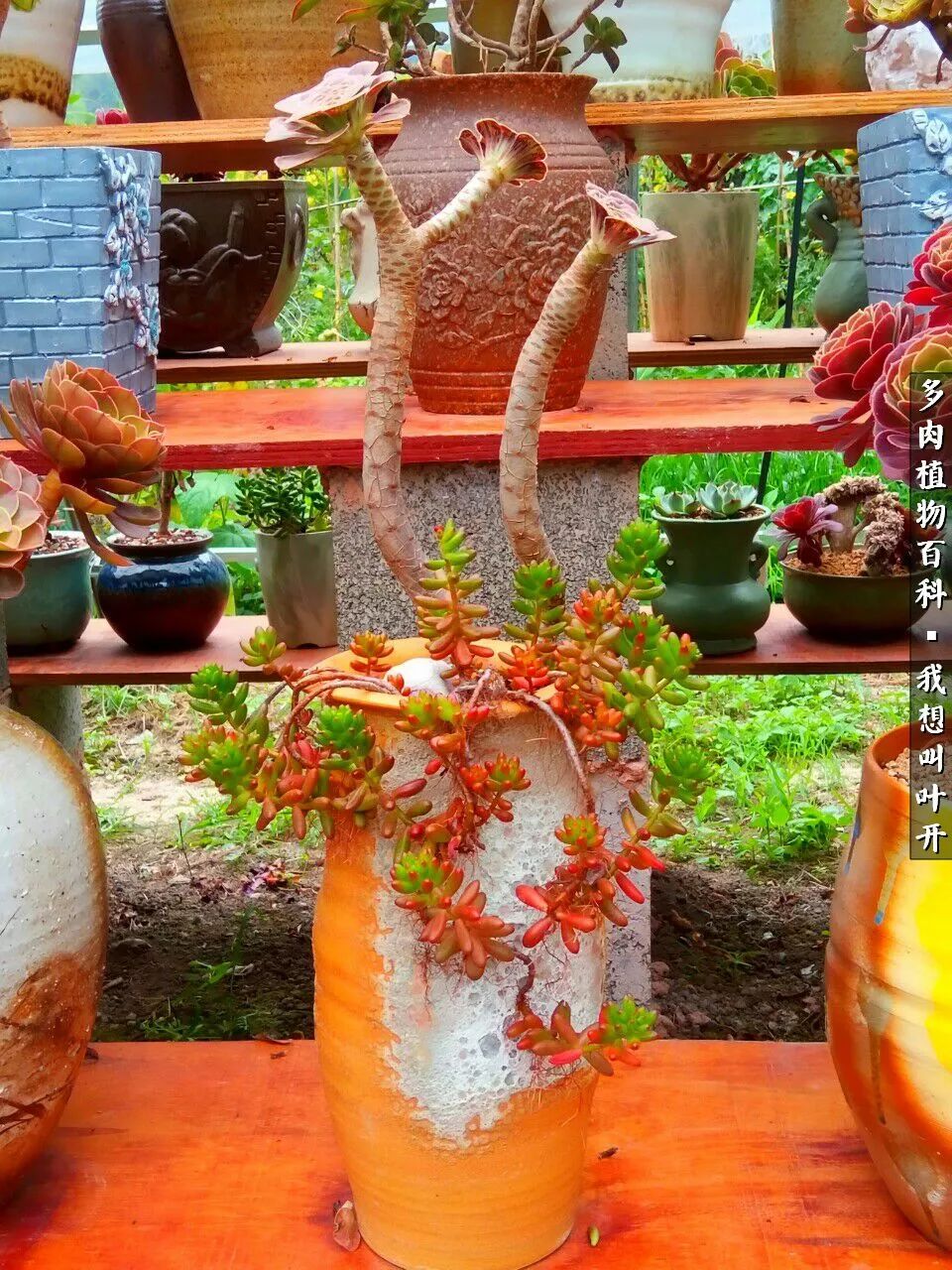 最好养的法师有哪几种,哪种法师既好看又好养