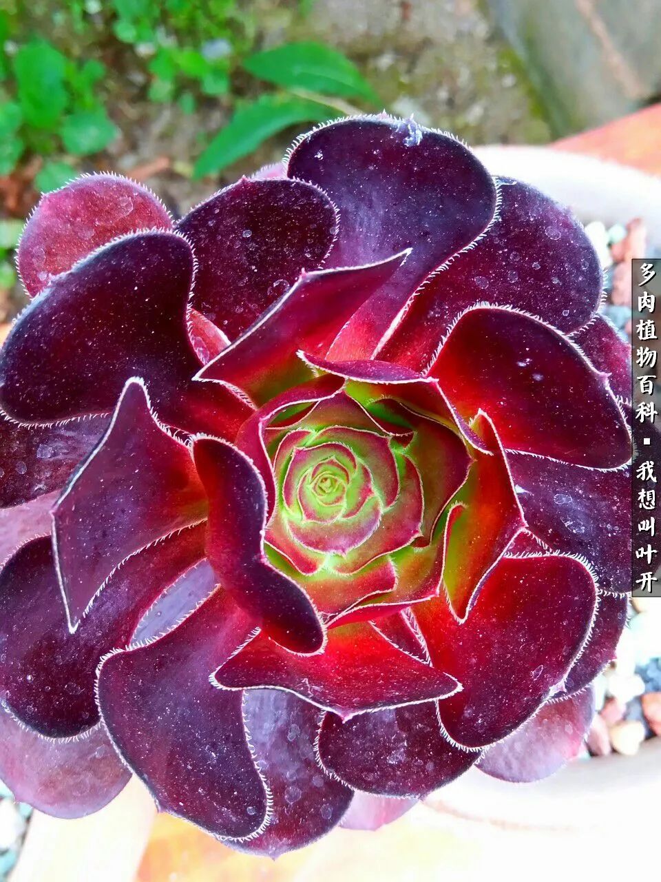 最好养的法师有哪几种,哪种法师既好看又好养