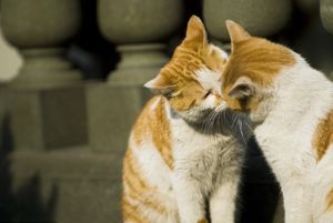 猫咪思春期的特征,猫咪闹春最快解决方法