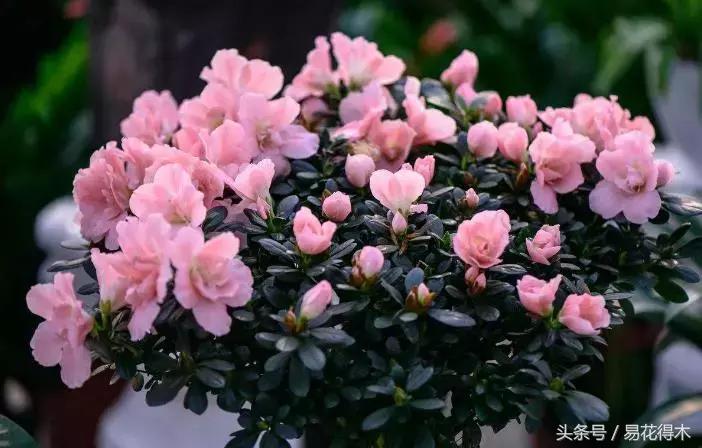 杜鹃花夏鹃品种有哪些特点,杜鹃花的夏鹃怎么养好