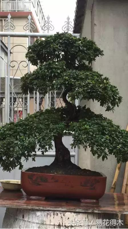 杜鹃花夏鹃品种有哪些特点,杜鹃花的夏鹃怎么养好