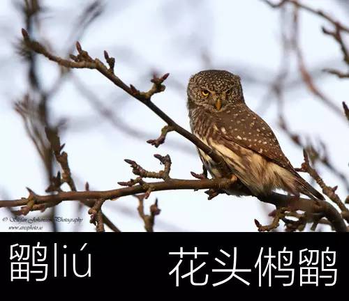 带你认识几个主播,带你认识几种常见的野菜