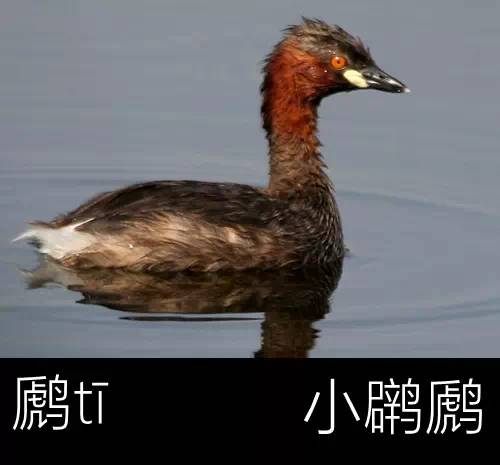 璁よ瘑楦熷瓧,楦熺殑16涓父瑙佸瓧