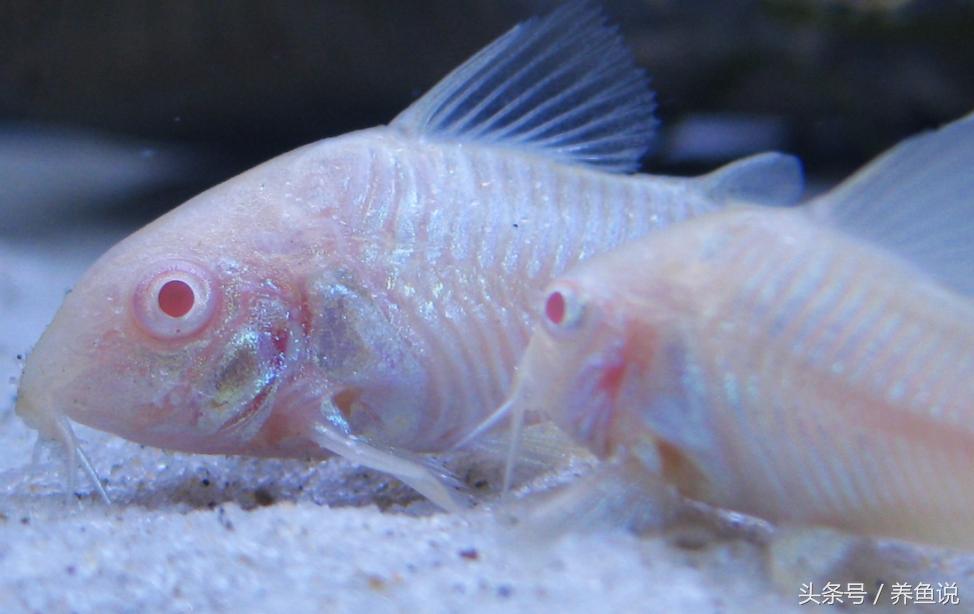 老鼠鱼观赏鱼能养多大,老鼠鱼怎么养才能爆缸