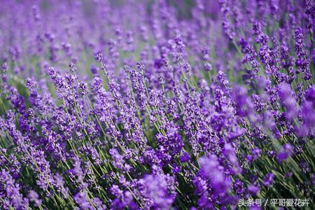 薰衣草最美的花海,薰衣草最佳花期