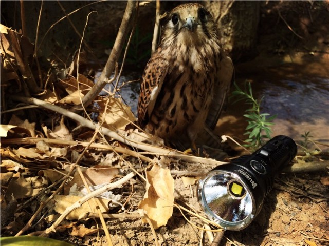 一射就是一大片，务本A214200流明直充强光手电实测