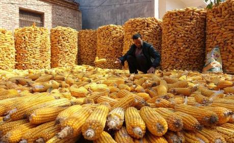 先玉335玉米生长期是多少天,比先玉335增产幅度最高的玉米品种