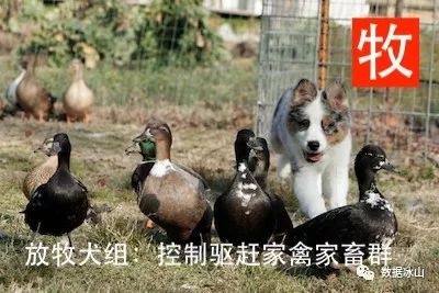 遇见遛狗的小姐姐怎么聊天,单身狗怎么吸引妹子