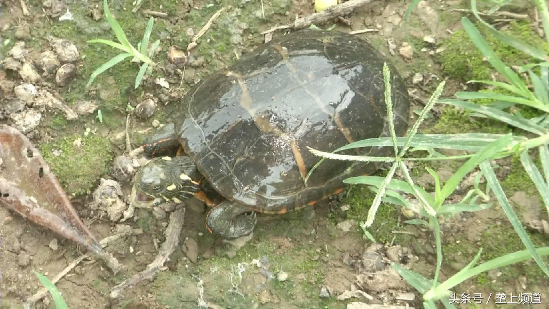 一只养了20年的老龟,一个养龟爱好者养的龟