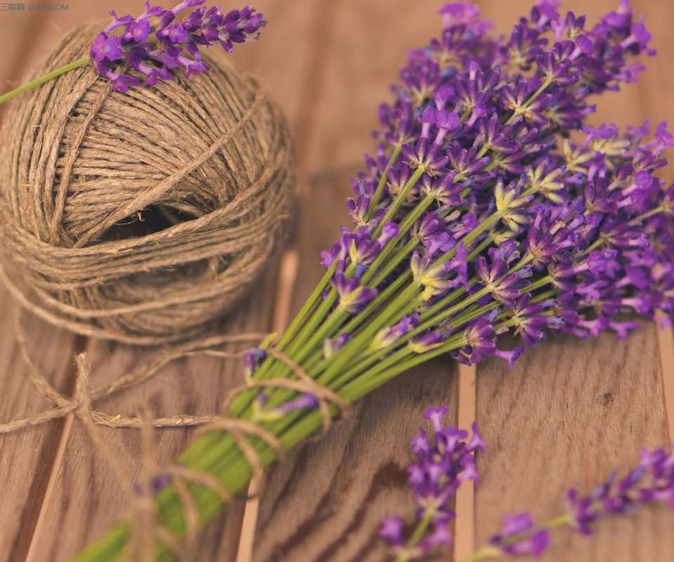 紫色的薰衣草既神秘又浪漫,优雅紫色熏衣草