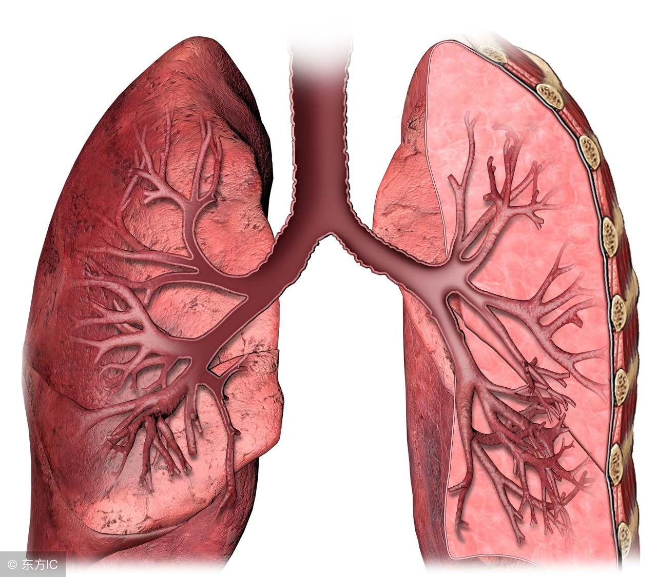 支气管炎最怕的三种食疗,支气管炎食疗最佳方法