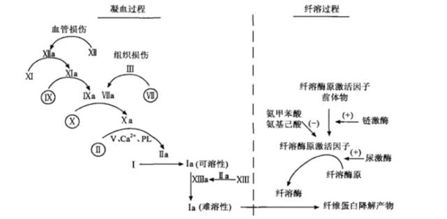 呼吸道止血的药,医院止血常用什么药物