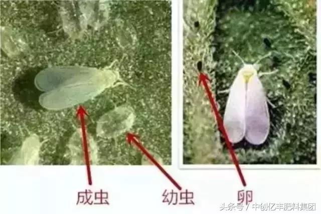 黑刺粉虱怎么去除,一般情况下粉虱能彻底清理干净吗