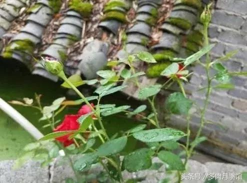 月季压枝促笋老枝条怎样处理,月季怎么养可以开爆花