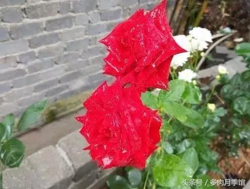 月季压枝促笋老枝条怎样处理,月季怎么养可以开爆花