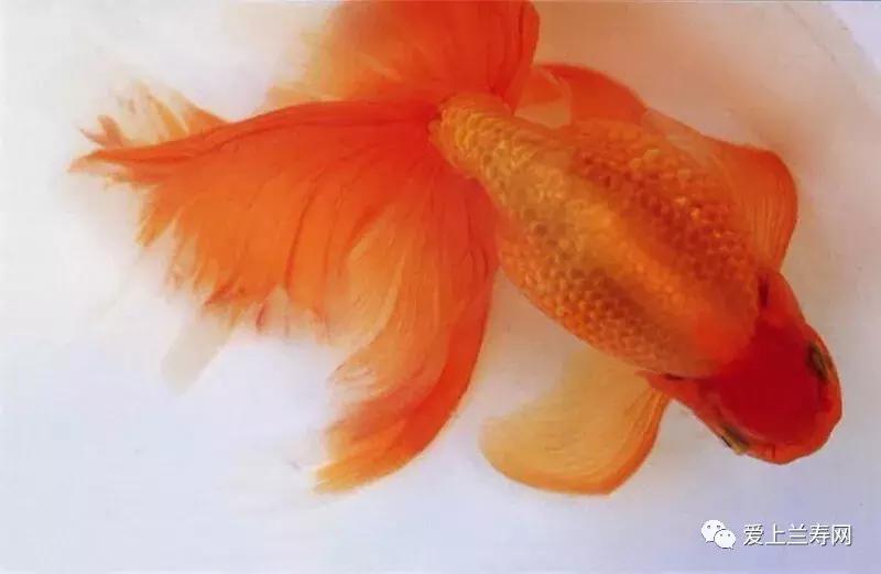 日本金鱼品种大全,日本东京金鱼多少钱一条