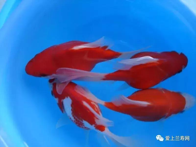 日本土佐金鱼图片大全,日本金鱼品种大全