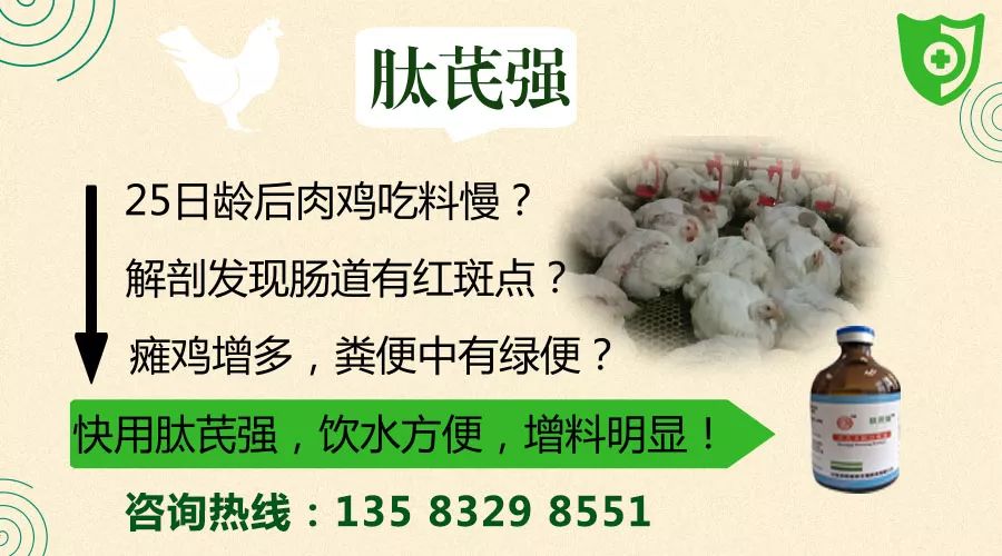 高产鸡瘫了怎么回事,鸡哪些病会导致瘫腿
