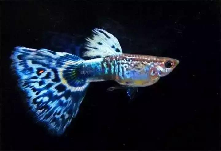 新手养孔雀鱼该给他们什么吃好,孔雀鱼尾巴开叉能自愈吗