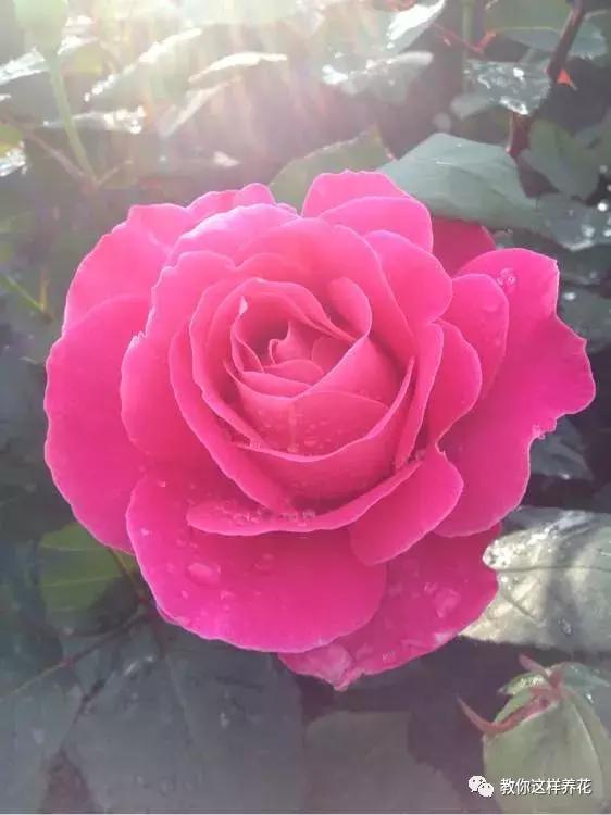 绿萝吊兰怎么养才能开花,比绿萝吊兰还好养的5种花