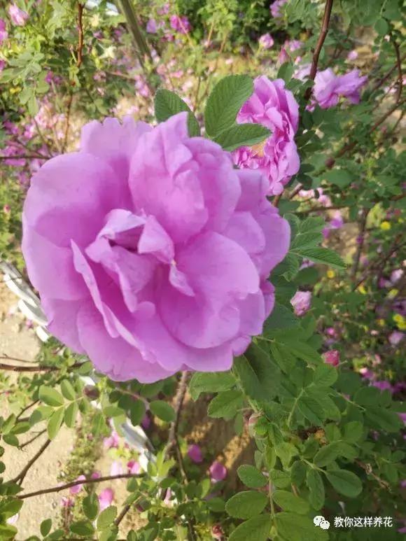 绿萝吊兰怎么养才能开花,比绿萝吊兰还好养的5种花