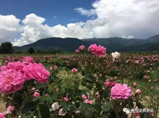 绿萝吊兰怎么养才能开花,比绿萝吊兰还好养的5种花