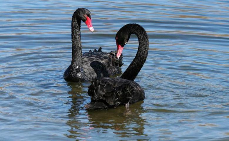 人工养殖黑天鹅幼崽多少钱一个,最近的黑天鹅养殖新消息
