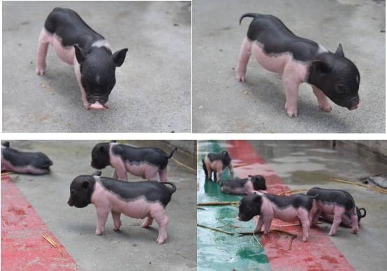 萌宠小香猪乐园,遵义小香猪