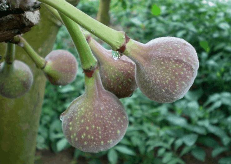 木瓜榕果子有什么作用,木瓜榕好吃吗