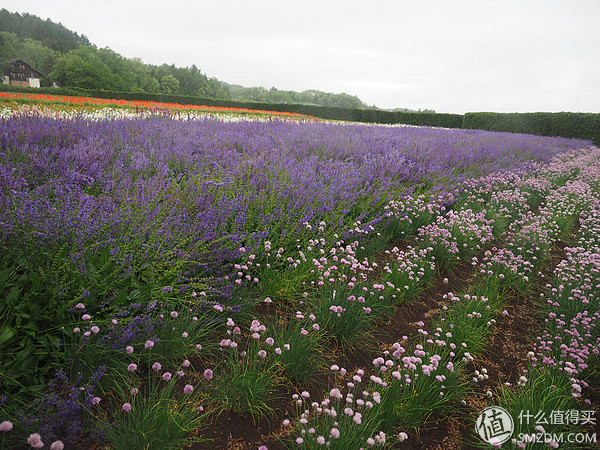 北海道札幌的散步之旅,日本北海道小樽旅游攻略