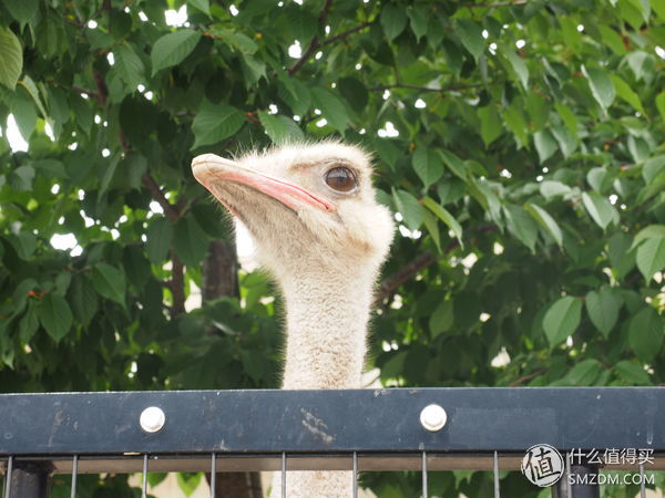 北海道札幌的散步之旅,日本北海道小樽旅游攻略