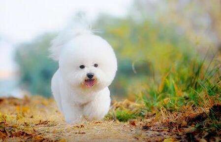 比熊犬主人回家听到车声就乱叫,终于知道狗为什么是急性子