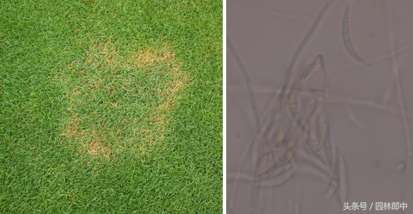 草坪常见病害防治方案,草坪禾草最常见茎叶病害