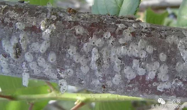 桃树虫害汇总，不看后悔！「上篇」