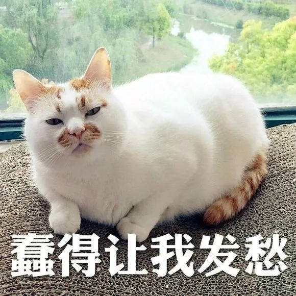 男不养猫？你这么会讲话，一定没有姑娘要你这条单身狗吧