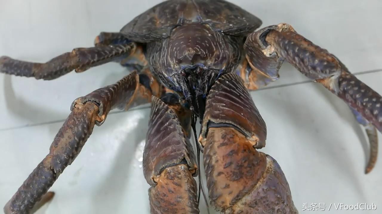 日本冲绳海鲜椰子蟹,日本海鲜椰子蟹视频