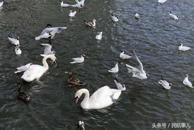 我的英国之行伦敦爱丁堡,我的英国旅行日记