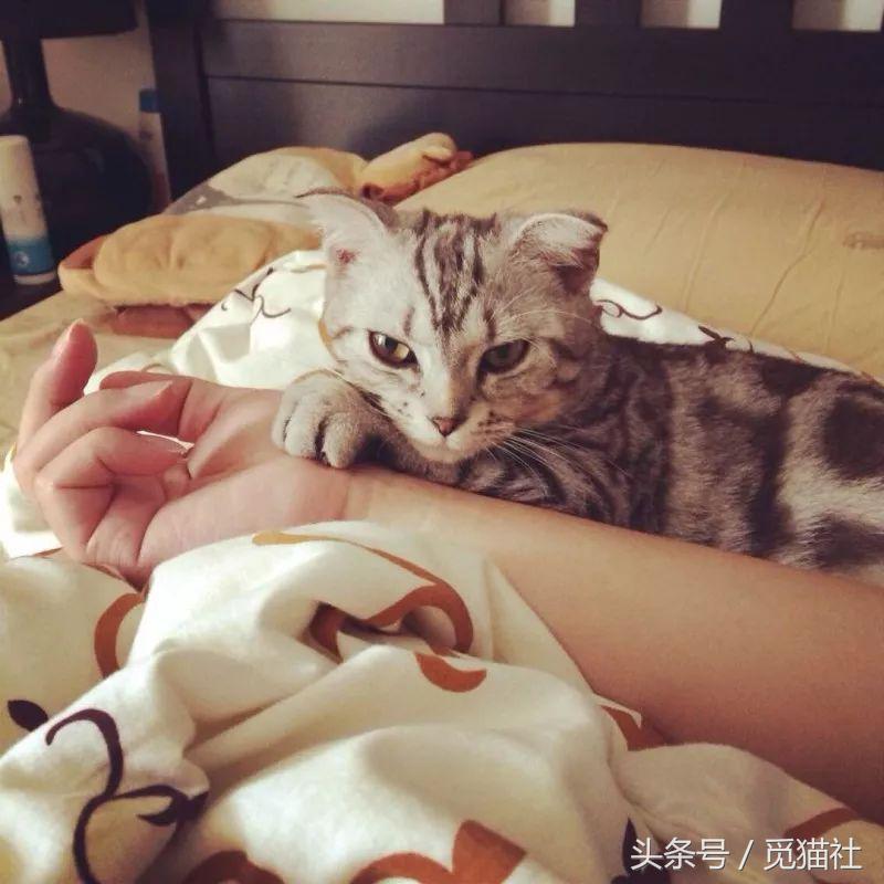 养猫家庭一定要了解这些猫,养猫的家庭千万注意