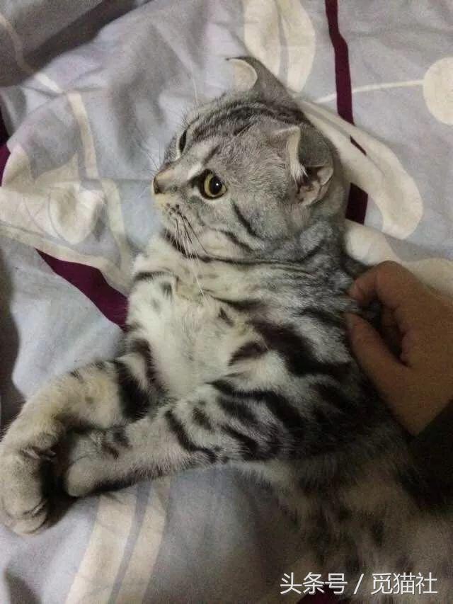 养猫常听的7个谣言猫拒绝背锅,养猫人一定要知道的猫粮