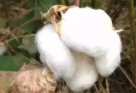 大荔话调侃,调侃大荔人视频