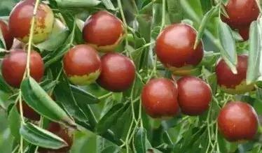 大荔话调侃,调侃大荔人视频