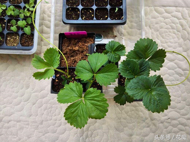 草莓走茎生根图,草莓匍匐茎可以继续分株吗