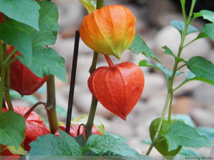 这种草专门长在坟地，俗称“鬼灯笼”，过去不敢吃，现在成稀罕物