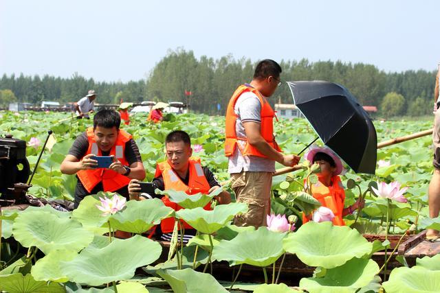 微山湖湿地荷花全景图,微山湖坐船赏荷花